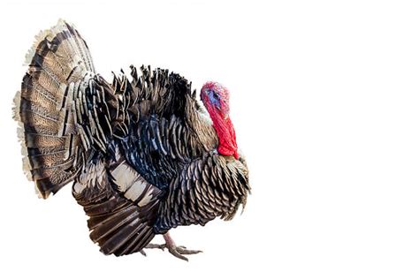 oriental fresh cock gobblers .